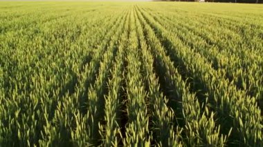 Havadan yaz için yeşil buğday tarlasına bakın. Yeni tahıl mahsulü