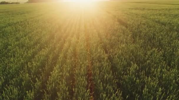 Voo de drone sobre um campo de trigo. 4K Vista superior dos campos agrícolas ao pôr do sol. — Vídeo de Stock