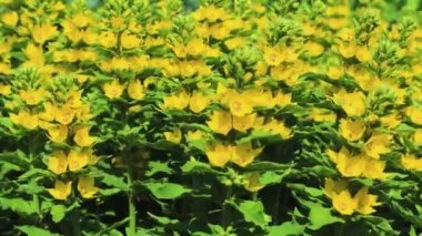Parlak sarı çiçekli çalılar yaklaşıyor. Durağan görüntü