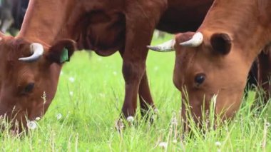Çiftlik hayvanları yaz otlaklarında özgürce dolaşır ve tarlada taze ot yerler. Otlayan ineklere yakın çekim