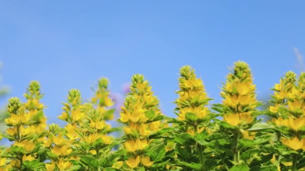 Heldere gele wilde bloemen met groene stengels tegen een blauwe contrastlucht. Een kleurrijke foto met een lichte bries — Stockvideo