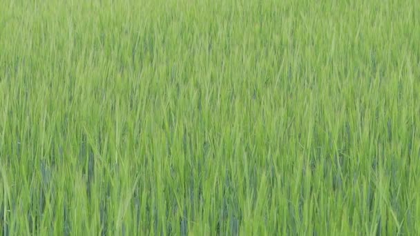 Orecchie di grano fresco ma verde ondeggiano nel vento nel campo — Video Stock