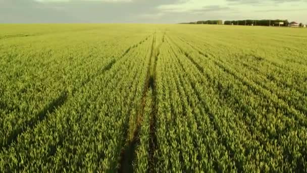 夏の緑の小麦畑への空気からの眺め。穀物の新しい作物 — ストック動画