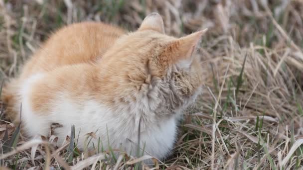 Gato doméstico de jengibre en la naturaleza. Mascota en el campo entre la hierba — Vídeos de Stock