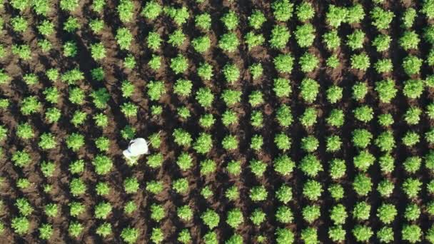 Rekaman udara dari seorang wanita petani spuds tanaman kentang. Handicraft di lahan pertanian. Tampilan bawah — Stok Video