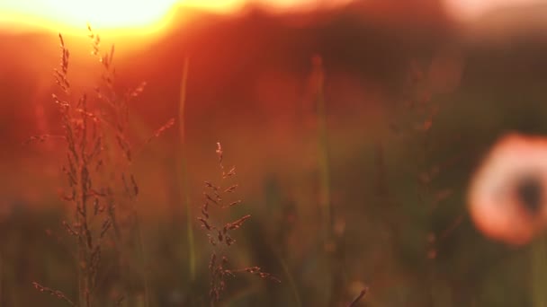 日没の光の背景に草の花びらを閉じる — ストック動画