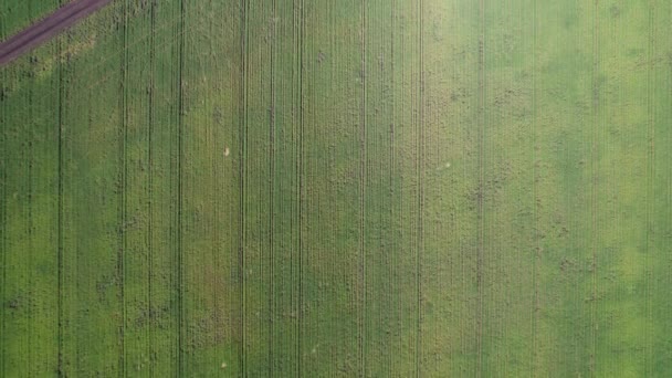 Flygfoto över ett grönt jordbruksområde. Drönarbilder vackra ängar på landsbygden — Stockvideo