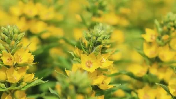 Bush z jasnożółtymi kwiatami z bliska. Statyczny obraz wideo — Wideo stockowe