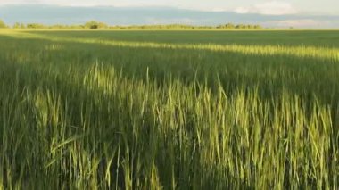 Tarlada rüzgarda sallanan taze ama yeşil buğday kulakları