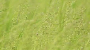 Tarlada rüzgarda sallanan taze ama yeşil buğday kulakları