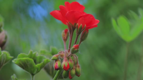 Gambar lembut dari kuncup bunga merah terang sangat dekat dan makro melalui batang hijau rumput dengan latar belakang kabur — Stok Video