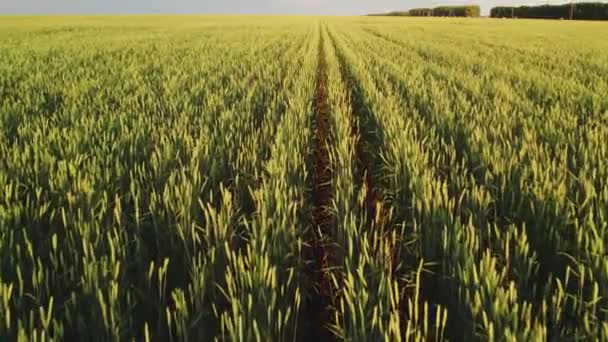 Un drone sorvola un campo di grano. 4K Vista dall'alto dei campi agricoli al tramonto. — Video Stock