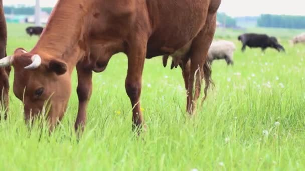 Na letních pastvinách se volně potulují hospodářská zvířata a jedí čerstvou trávu na poli. Detailní záběr pasoucích se krav — Stock video