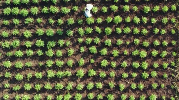 Luftaufnahmen zeigen, wie eine Bäuerin eine Kartoffelernte auswirft. Handwerk auf landwirtschaftlichen Flächen. Blick von oben nach unten — Stockvideo