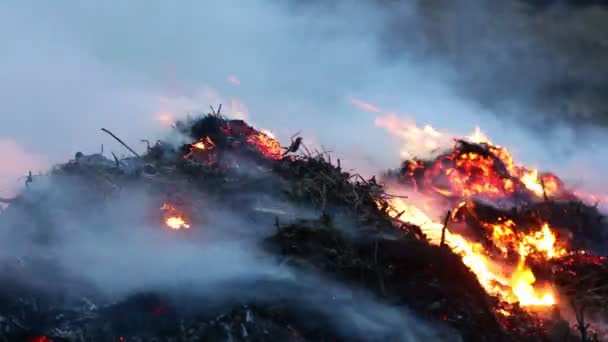 Últimos años quemaduras de hierba seca, quemadores y humos primer plano — Vídeo de stock