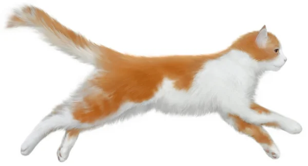 흰색 바탕에 빨간 머리 고양이 — 스톡 사진