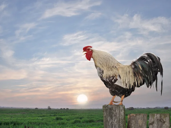 Morning — Stock Photo, Image