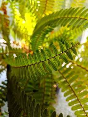 Çimlerin üzerinde birkaç mantar.