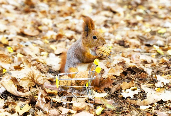 Nahaufnahme Eines Roten Eichhörnchens Mit Einer Walnuss Das Neben Einem — Stockfoto