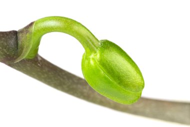 Bir orkide tomurcuğunun beyaza izole edilmiş bir saptaki aşırı yakın çekimi