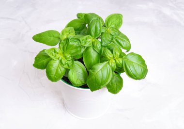 Beton bir arka planda beyaz bir kovada taze fesleğen çalısı. Yakın çekim, üst taraf görünümü.