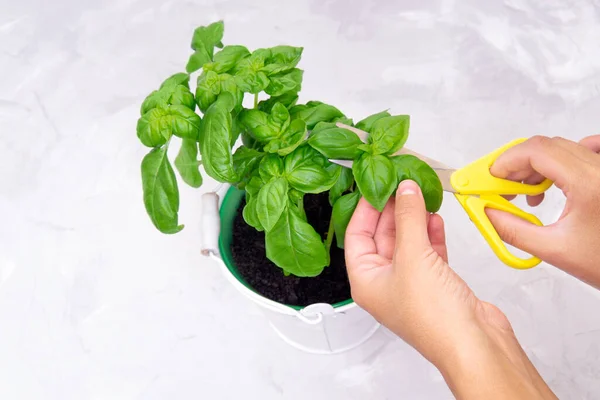 Snoeien Zoete Basilicum Met Gele Schaar — Stockfoto