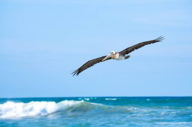Brown pelican (pelecanus occidentalis) flying over the ocean in Puntarenas Province, Costa Rica