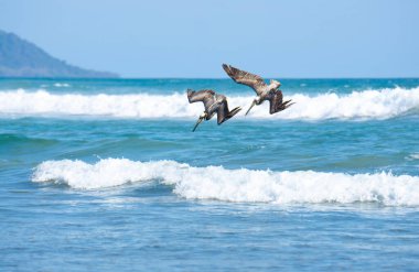 Two brown pelicans (pelecanus occidentalis) diving to catch fish. Puntarenas Province, Costa Rica