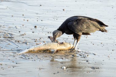 American black vulture eating a baby shark washed ashore at the ocean coast in Costa Rica
