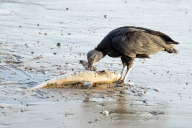 American black vulture eating a baby shark washed ashore at the ocean coast in Costa Rica clipart