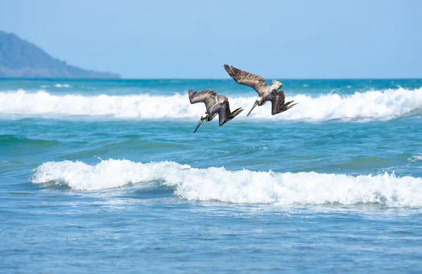 Two brown pelicans (pelecanus occidentalis) diving to catch fish. Puntarenas Province, Costa Rica