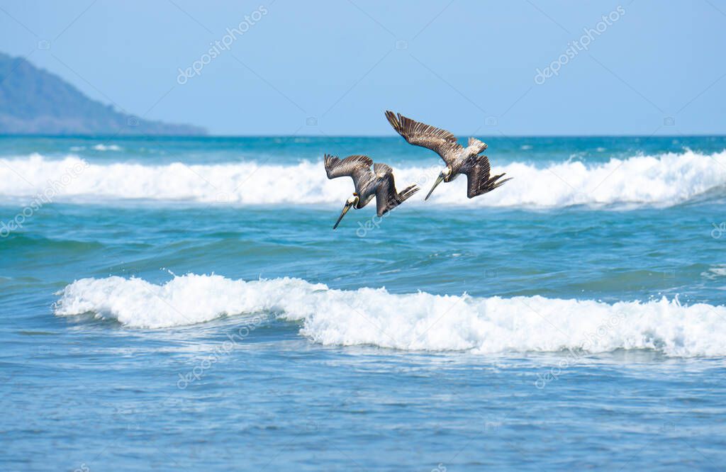 Two brown pelicans (pelecanus occidentalis) diving to catch fish. Puntarenas Province, Costa Rica