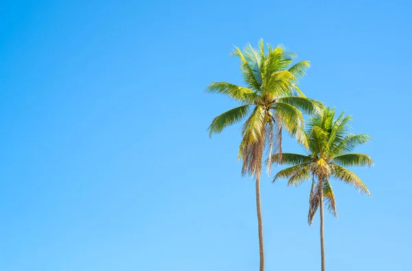 在阳光灿烂的日子里 两棵不同高度的棕榈树映衬着蓝天 异国背景 复制空间 — 图库照片