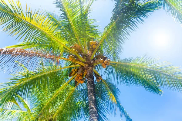 中午时分 一株满是阳光的椰子树映入眼帘 远程度假概念 — 图库照片