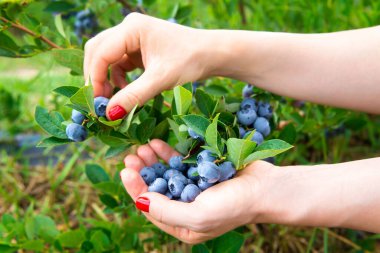Kadın ellerinin taze yaban mersini topladığı yakın plan.