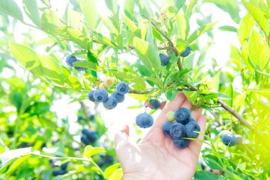 Çalılıklarda bir demet yaban mersini tutan kadın.