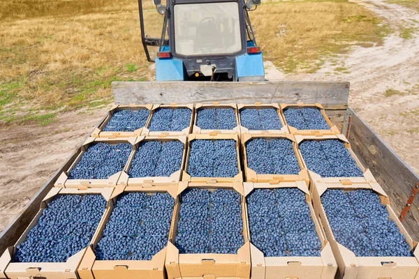 Yaban mersini sandıklarıyla dolu bir traktör vagonu. Yabanmersini hasadı.