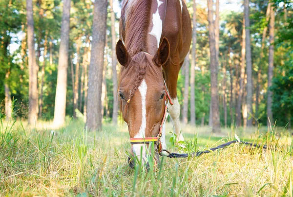 Kůň Copánky Pasoucí Lesní Mýtině Slunečného Dne — Stock fotografie