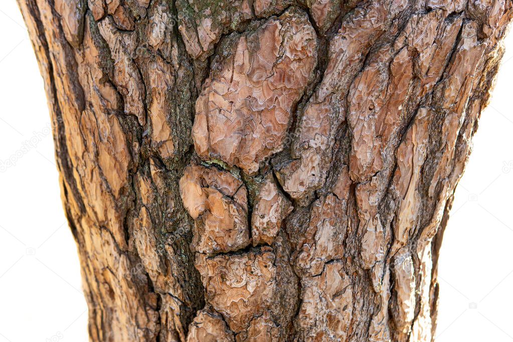 Close-up of a face-like bark pattern on a tree trunk isolated on white background