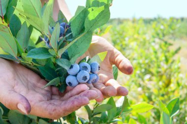 Lekeli kadın ellerinin olgun yaban mersini topladığı yakın plan.