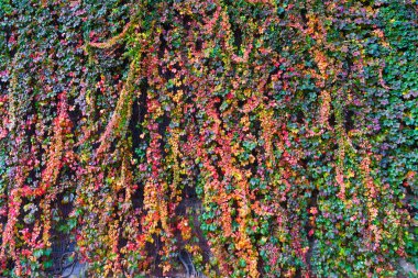 Sonbahar sarmaşığının doğal duvar halısı yıpranmış bir duvarı süsler. Canlı yapraklar çarpıcı bir kırmızı, turuncu ve yeşil spektrum sergiliyor..