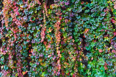Güzel sonbahar yaprakları, yeşil, kırmızı ve mor doğal bir duvar halısını sergiliyor, yoğun bir şekilde duvarı kaplıyor. Bu canlı botanik geçmişi sonbaharın güzelliğini çağrıştırıyor..