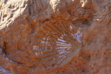 Iyi korunmuş fosilleşmiş bivalf kabuğu belirgin yayılan çıkıntılar ve büyüme çizgileri dokusu, kırmızımsı kahverengi kumtaşı kaya karşı duruyor.