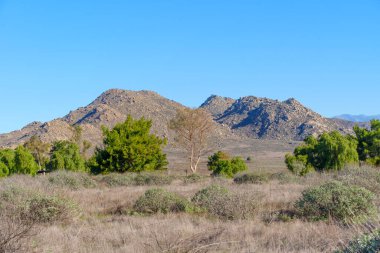 Geniş kurak araziler, açık mavi gökyüzünün altında engebeli, kayalık dağları, yeşil ağaçları ve düşük çalılı kuru altın otları gösteriyor..