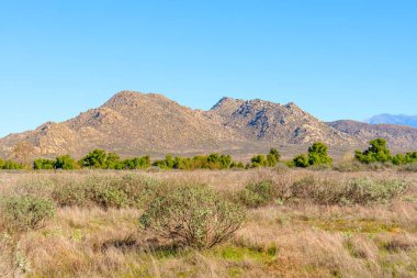 Engebeli kayalık dağlar Kaliforniya 'da açık mavi bir gökyüzünün altında kurak, altın çimenler ve yeşil çalılardan oluşan bir manzara oluşturuyor..