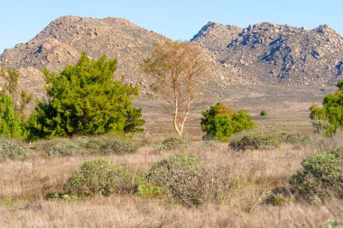 Geniş çöl manzarası, açık mavi bir gökyüzünün altında kuru otların ve çeşitli yeşil çalılıkların ardında engebeli dağlar barındırır..