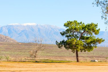 Bereketli yeşil çam ağacı, güneşli bir günde, Perris Eyaleti dinlenme bölgesinde, açık mavi gökyüzünün altında, karla kaplı uzak dağlarla kuru bir arazide, çıplak bir ağacın yanında duruyor..