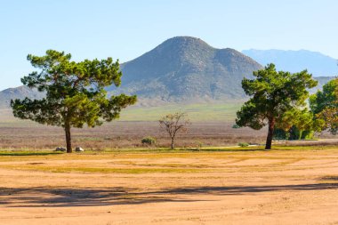 İki canlı yeşil ağaç, güneşli bir günde Perris Eyaleti dinlenme bölgesinde açık mavi bir gökyüzüne karşı küçük çıplak bir ağaç ve engebeli bir dağ oluşturur..
