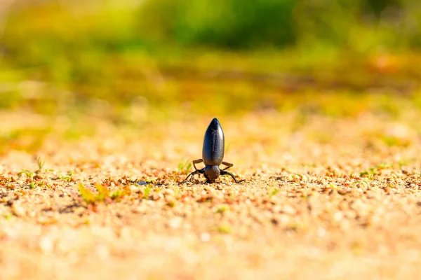 Koyu renkli böcek, arka planda bulanık yeşil ve sarı bitki örtüsü olan güneşli, kumlu bir yüzey üzerinde beklenmedik bir amuda kalkıyor..