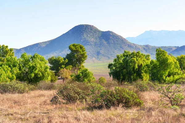 Güneşle sırılsıklam olmuş altın çimenler ve ön plandaki yeşil ağaçlar berrak mavi gökyüzünün altındaki görkemli kayalık dağlarla tezat oluşturuyor..